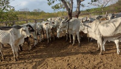 EM ALDEIAS ALTAS, POLÍCIA CIVIL RECUPERA 12 CABEÇAS DE GADO QUE FORAM FURTADAS DE FAZENDA