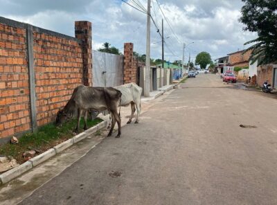 Prefeitura de São Vicente Ferrer anuncia multa e outras sanções para donos de animais soltos nas ruas