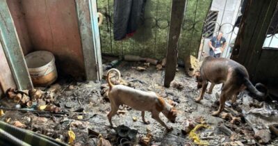 Preso morador da Liberdade que mantinha relação sexual com cachorros