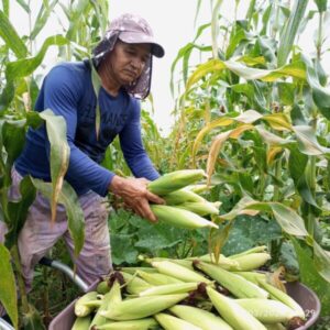 MDA libera pagamento do Garantia-Safra para Agricultores Familiares de Santa Rita MÁ