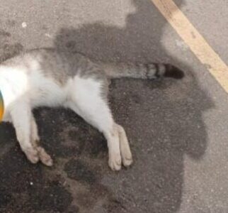 Suspeita de maus-tratos a animais no Bella Cintra Club causa revolta entre moradores