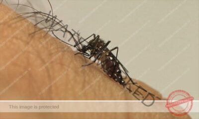 Brasil chega a 62 mortes e 408 mil casos prováveis de dengue