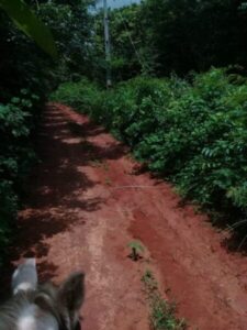 Após matéria do Blog Minuto Barra, Equatorial resolve problema de fio caído na estrada entre os povoados Boa Sorte e Agrovila dos Currais em Barra do Corda