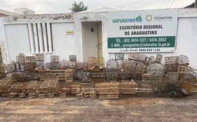 Bico do Papagaio: Operação resgata mais de 70 pássaros mantidos em cativeiro e aplica R$ 28 mil em multas