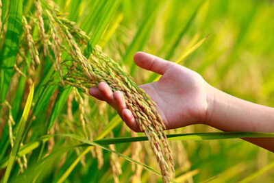 Maranhão é o quinto maior produtor de arroz do Brasil e o maior do Nordeste