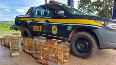 Açailândia: PRF resgata 16 aves silvestres em ações de combate aos crimes ambientais