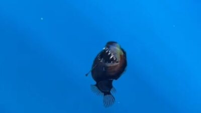 Peixe ‘diabo negro’ é filmado pela primeira vez durante o dia