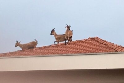 Cabras sobem em telhado de casa e provocam momentos de pânico em moradores
