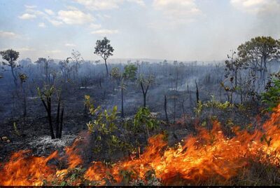 Maranhão tem recorde de desmatamento no cerrado, diz pesquisa do INPE…