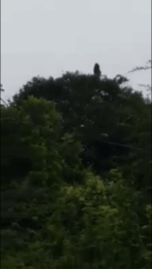 CONFIRA AQUI: Assombração apareceu ou não na cidade de Barra do Corda?