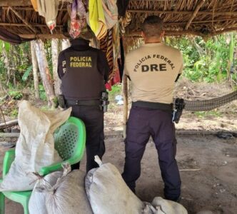PF realiza operação de combate ao plantio ilegal de maconha