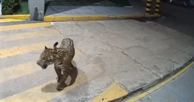 Onça é flagrada em frente a condomínio em Imperatriz