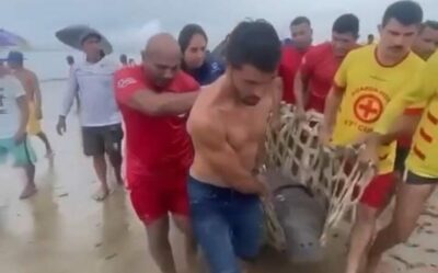 Vídeo- Pescadores e banhistas encontram Peixe-boi marinho encalhado, na praia de Tutóia