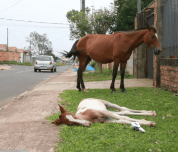 Prefeitura de Cururupu publica decreto que estabelece normas para regulamentar a presença de animais soltos nas ruas da cidade