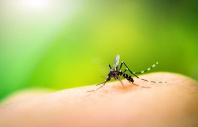 Casos de dengue em 2024 passam de 6,4 milhões; mortes somam 5,9 mil