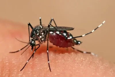 Casos prováveis de dengue em São Luís chegam a 897 em 2025; dois óbitos foram registrados