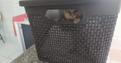 PRF flagra passageira de ônibus transportando macaco em Vargem Grande