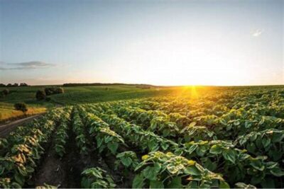 Governo do Pará revoga cobrança de taxa de exportação agrícola