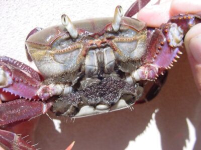 Meio Ambiente alerta para o período de defeso: proibida captura e venda de caranguejo-uçá…