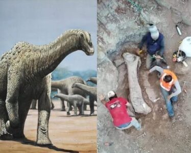 Fósseis de 100 milhões de anos encontrados no Maranhão são de espécie de dinossauro inédita