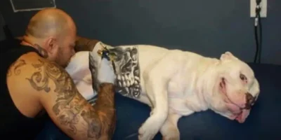 Nova lei proíbe tatuagens e piercings em cães e gatos com fins estéticos