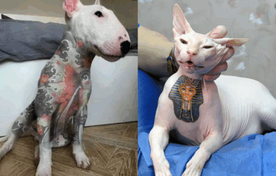 Governo Federal sanciona lei que proíbe tatuagens e piercings em cães e gatos