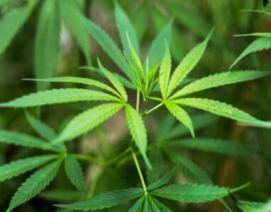 Defensoria Pública do Maranhão pede suspensão de processos por porte de maconha