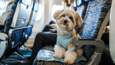 Governo anuncia novas regras para transporte aéreo de pets