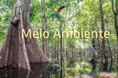 MPF obtém condenação de dona de fazenda no Maranhão por danos ambientais em reserva biológica
