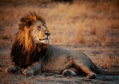 Menino de 7 anos sobrevive perdido em parque cheio de leões na África