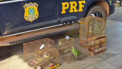 PRF resgata aves silvestres mantidas ilegalmente em Açailândia e Cidelândia