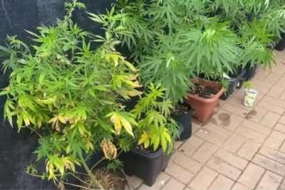 Homem que postava vídeos com armas e pés de maconha é preso após ex-companheira o denunciar por ameaça