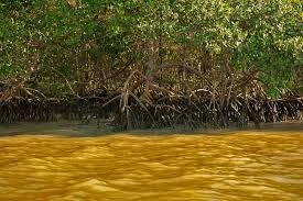 Maranhão: Manguezais abrigam 561 milhões de toneladas de carbono azul
