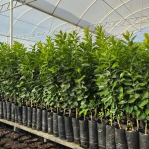Sagrima realiza oficina de produção de mudas no ‘Festflora Festival’, no Paço do Lumiar…