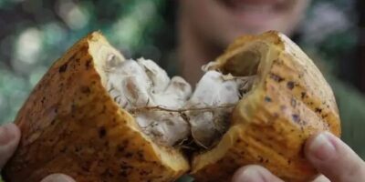 Pará lidera produção agrícola e pecuária no Brasil