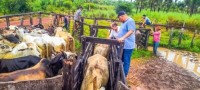 Peritoró: Prefeitura inicia 1ª etapa da Campanha Nacional de Vacina contra Febre Aftosa