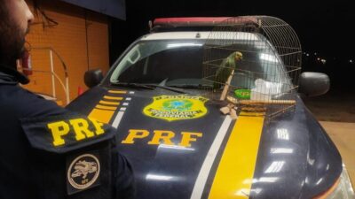 Polícia resgata aves silvestres em ações contra crimes ambientais em Açailândia