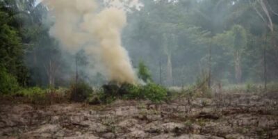 Polícia Federal localiza e destrói mais de 65 mil pés de maconha no Maranhão