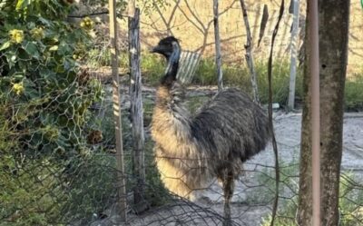 Polícia Ambiental resgata animais silvestres em cativeiro ilegal na Raposa
