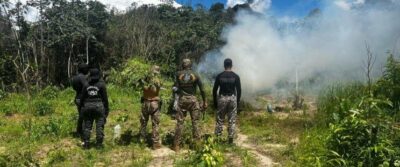 Mais de 36 mil pés de maconha são erradicados em primeiro dia de operação das forças especiais de segurança nas regiões do Gurupi e do Turi
