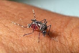 Maranhão registra mais de 4,8 mil casos prováveis de dengue em 2025