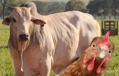 Maranhão tem três vezes mais gado e galinha do que gente, revela IBGE