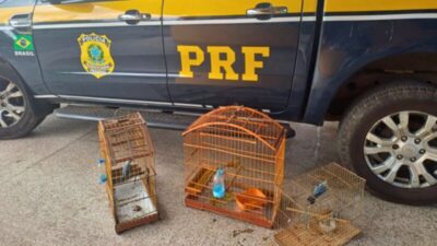 PRF resgata aves silvestres na BR-316, em Nova Olinda do Maranhão