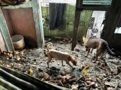 Homem é preso em São Luís por maus-tratos a cães