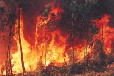 Fogo teve alta de 64% em 2024 nas florestas públicas sem destinação de uso
