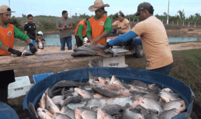 Anuário da Associação Brasileira da Piscicultura 2025 aponta Matinha como o maior produtor de peixes do Maranhão