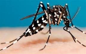 Cadê os alarmantes do tal negacionismo??? Dengue matou mais que covid no Brasil em 2024…