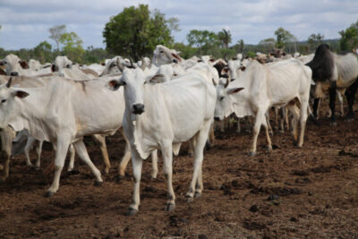 Maranhão ultrapassa 10 milhões de cabeças de rebanho bovino; Mais de 3 milhões acima da população humana estadual