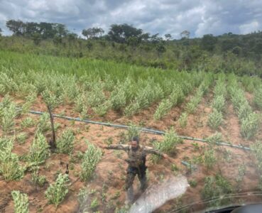 Polícia encontra roças com milhares de pés de maconha no Maranhão