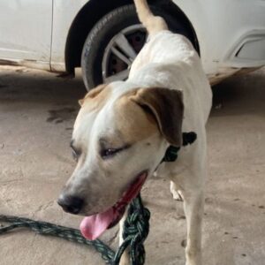Suspeito é preso por maus-tratos contra cachorro no interior do Maranhão